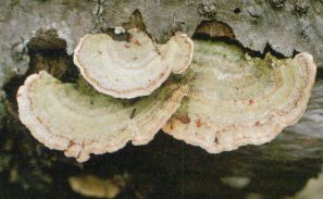 �A���Q�J�����^�P