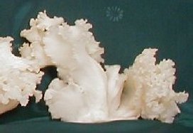 �n�i�r����