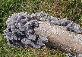 �J�����^�P